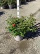 Rosa 'Drift Meidrifora'