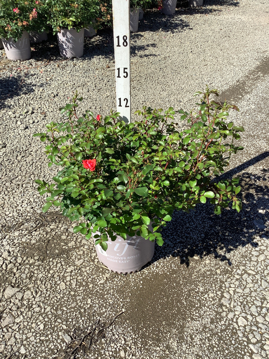 Rosa 'Drift Meidrifora'