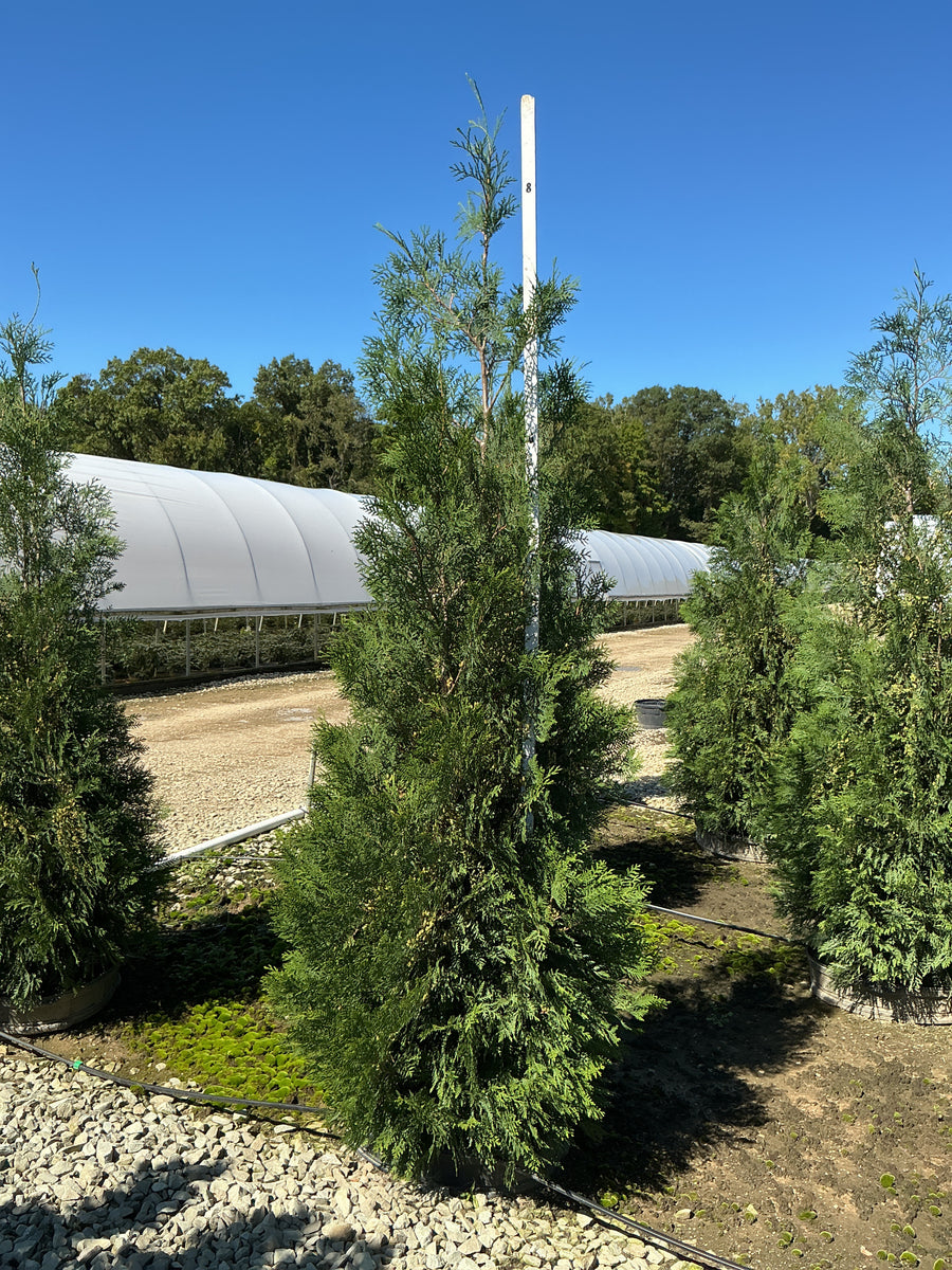 Thuja occidentalis 'American Pillar'