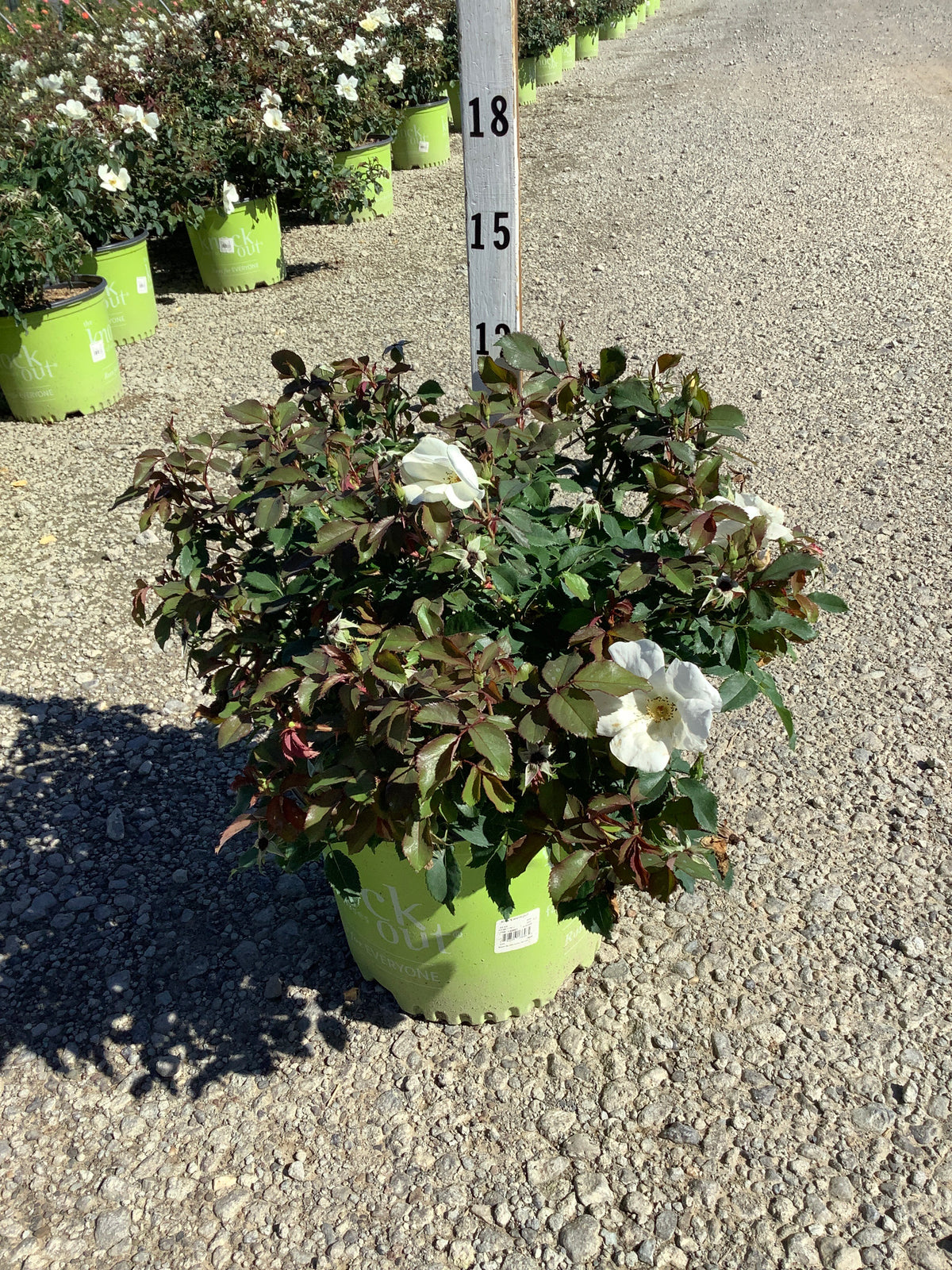 Rosa K.O 'Radwhite'