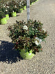 Rosa K.O 'Radwhite'
