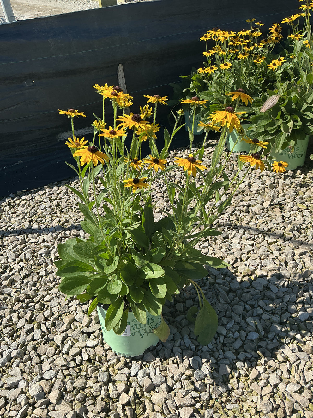 Rudbeckia x 'Glitters Like Gold'