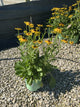 Rudbeckia x 'Glitters Like Gold'