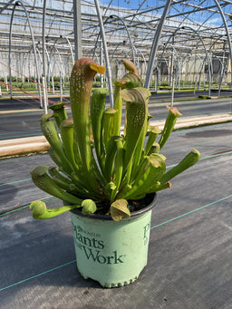 Sarracenia 'Bug Bat'