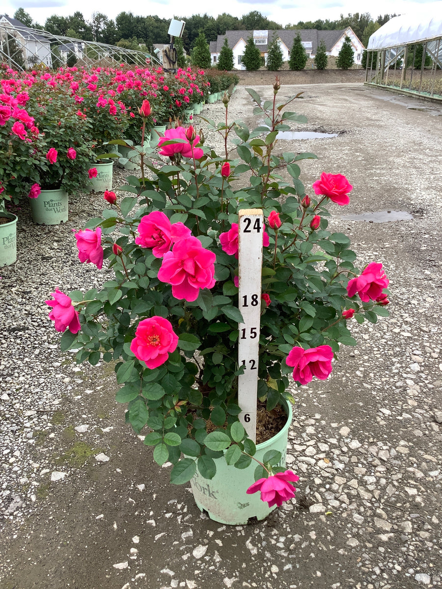 Rosa miracle 'On The Hudson Pink'