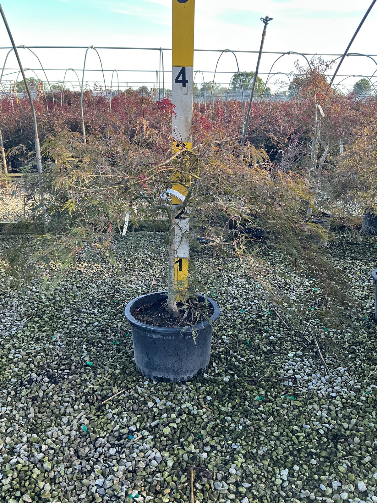 Acer palmatum var. dissectum 'Tamukeyama'