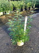 Vitex agnus castus 'Agnus-Castus'