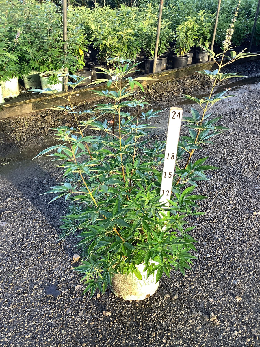 Vitex agnus castus 'Agnus-Castus'