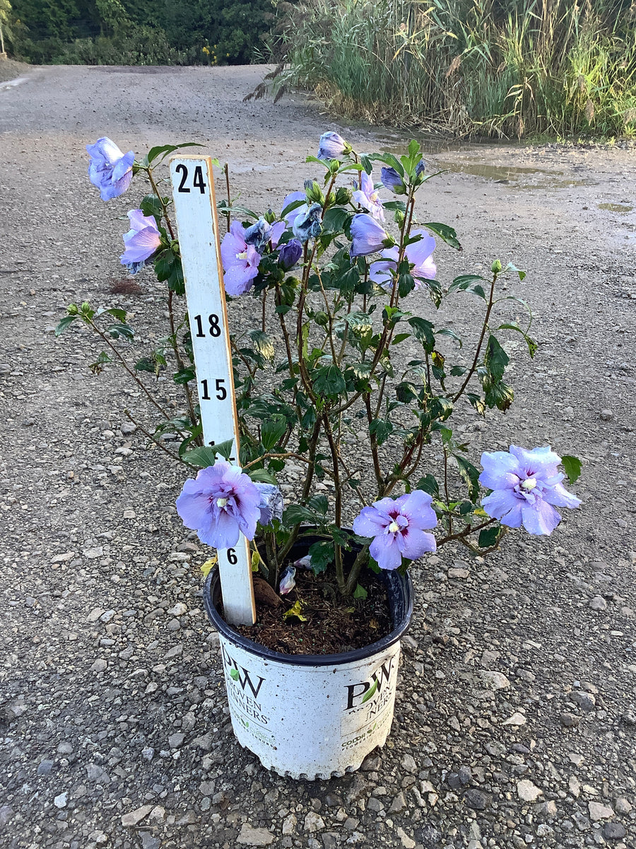 Hibiscus syriacus 'Notwoodthree'