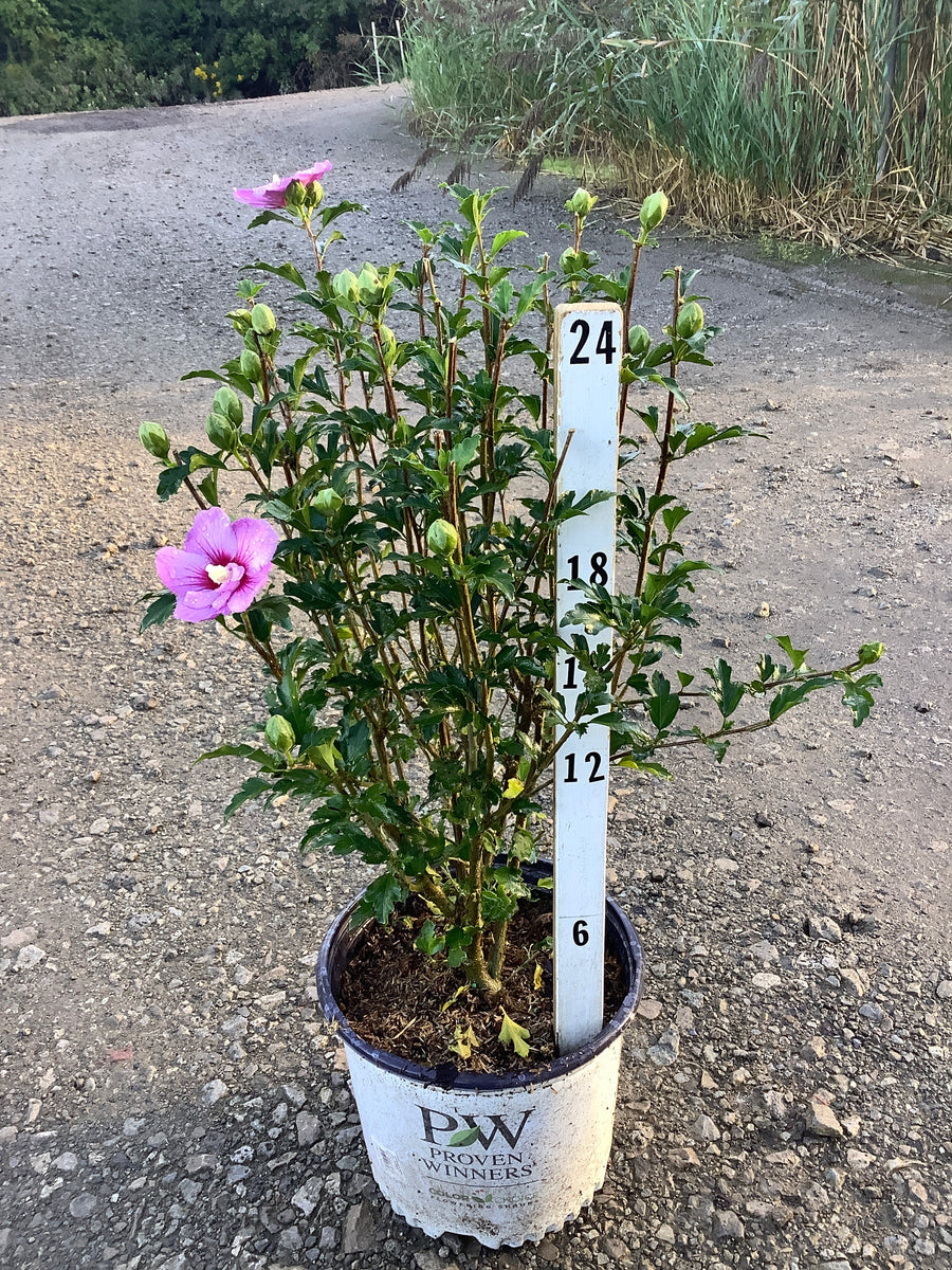 Hibiscus syriacus 'Dark Lav. Chiffon'