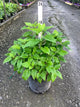 Hydrangea arborescens 'Annabelle'
