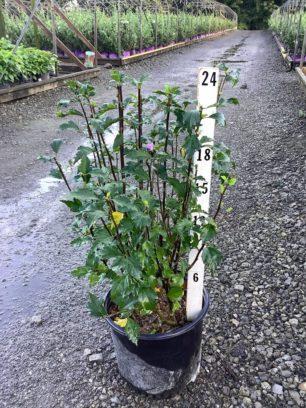 Hibiscus syriacus 'Ardens'