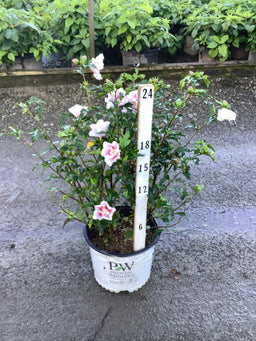 Hibiscus syriacus Starblast Chiffon®