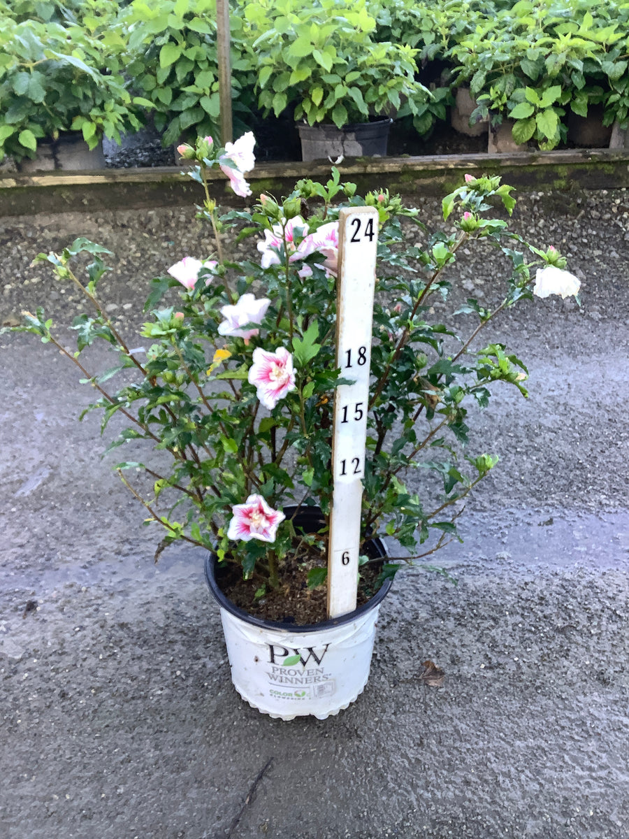 Hibiscus syriacus Starblast Chiffon®