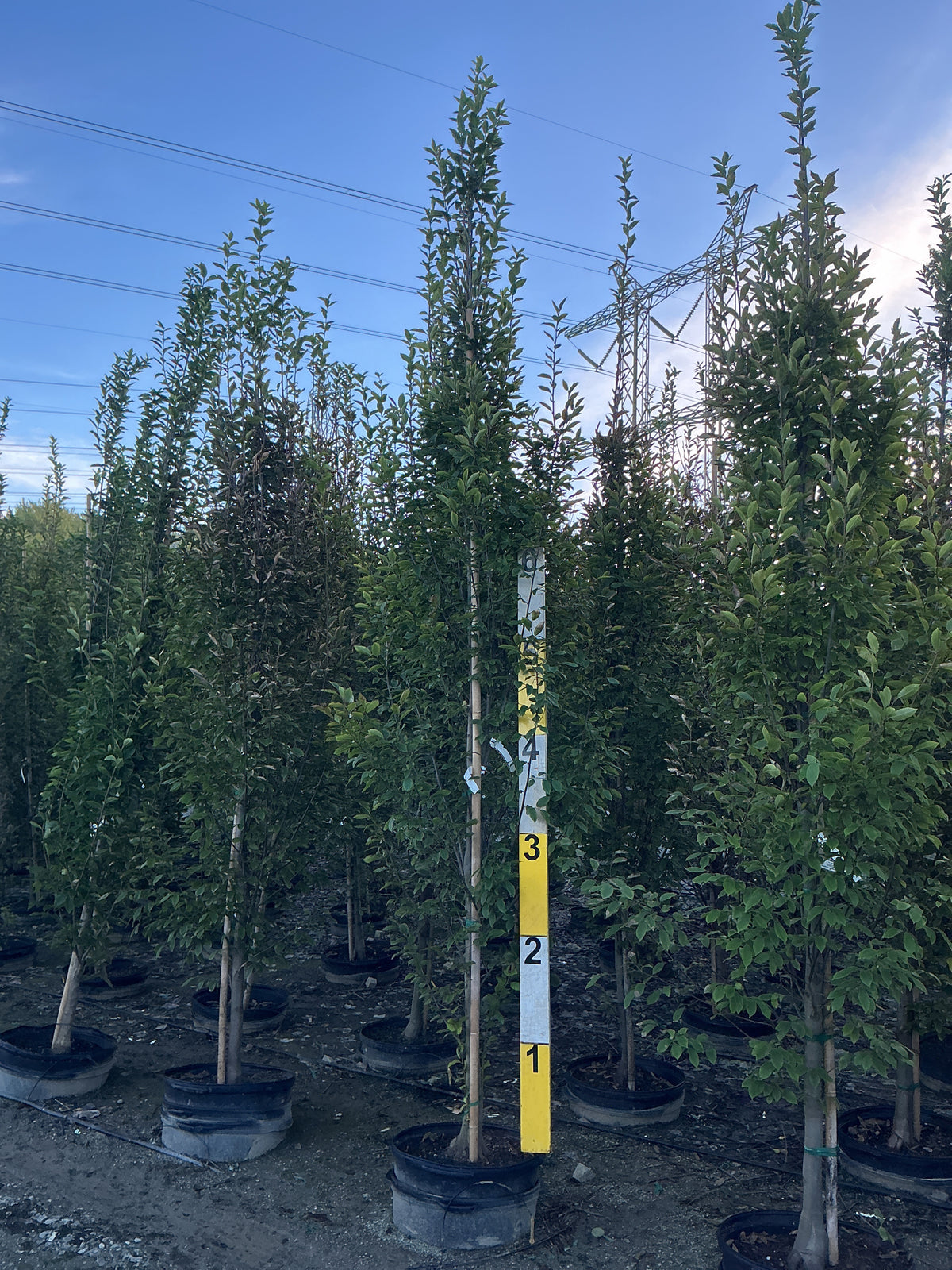 Carpinus betulus 'Columnaris'