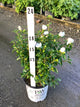 Hibiscus syriacus ‘Antong Two’