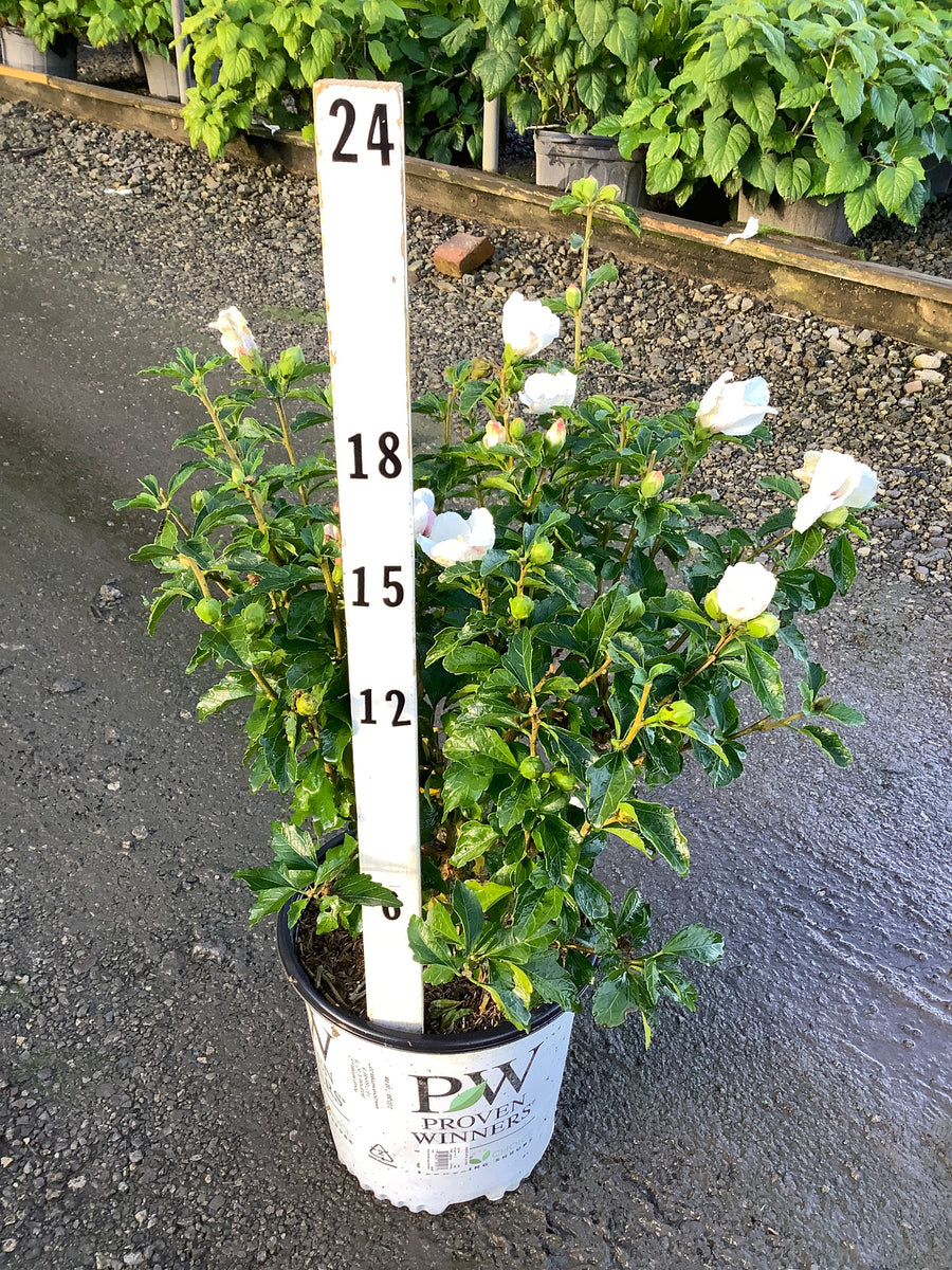Hibiscus syriacus ‘Antong Two’