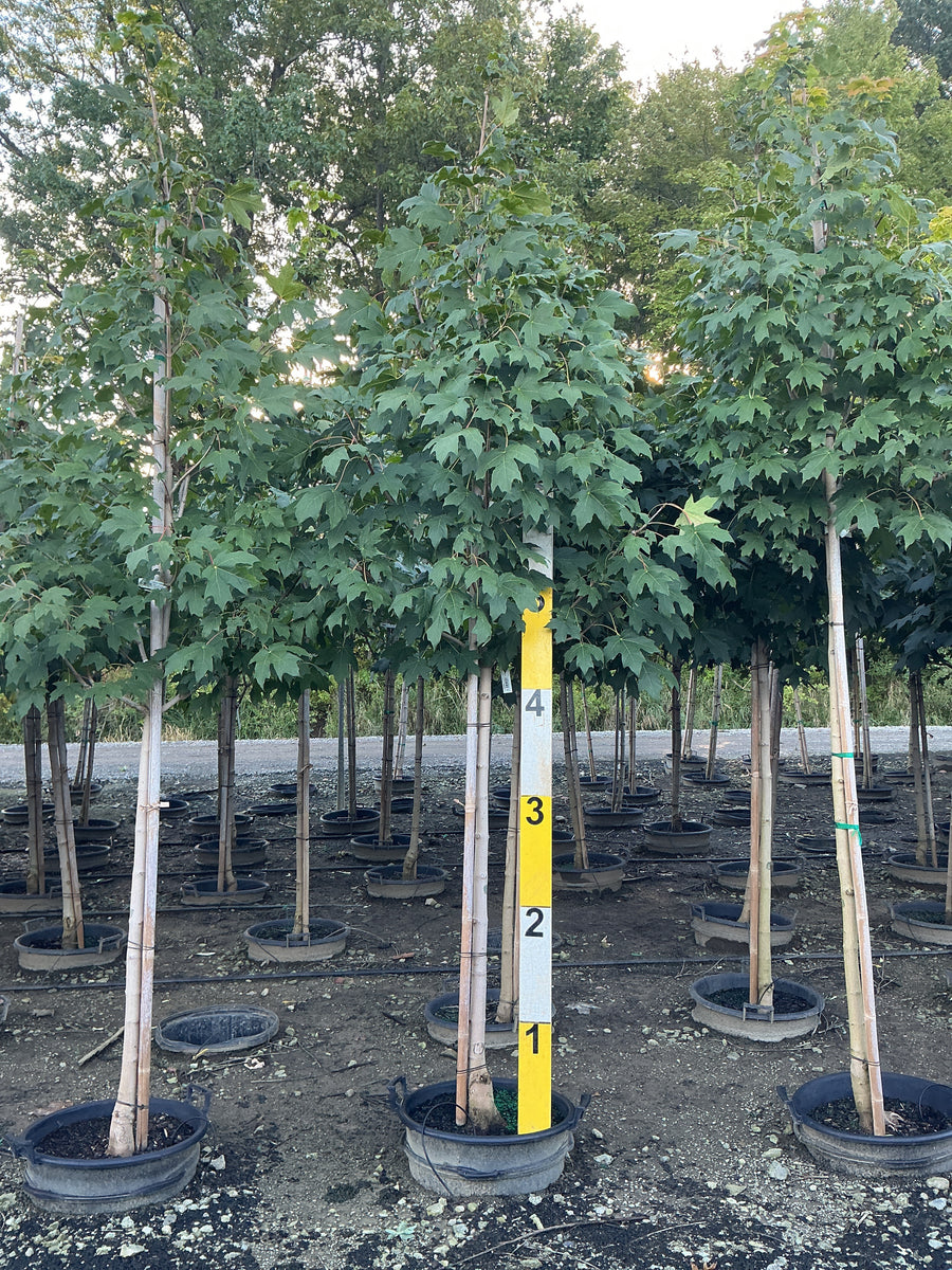 Acer saccharum 'Green Mountain'