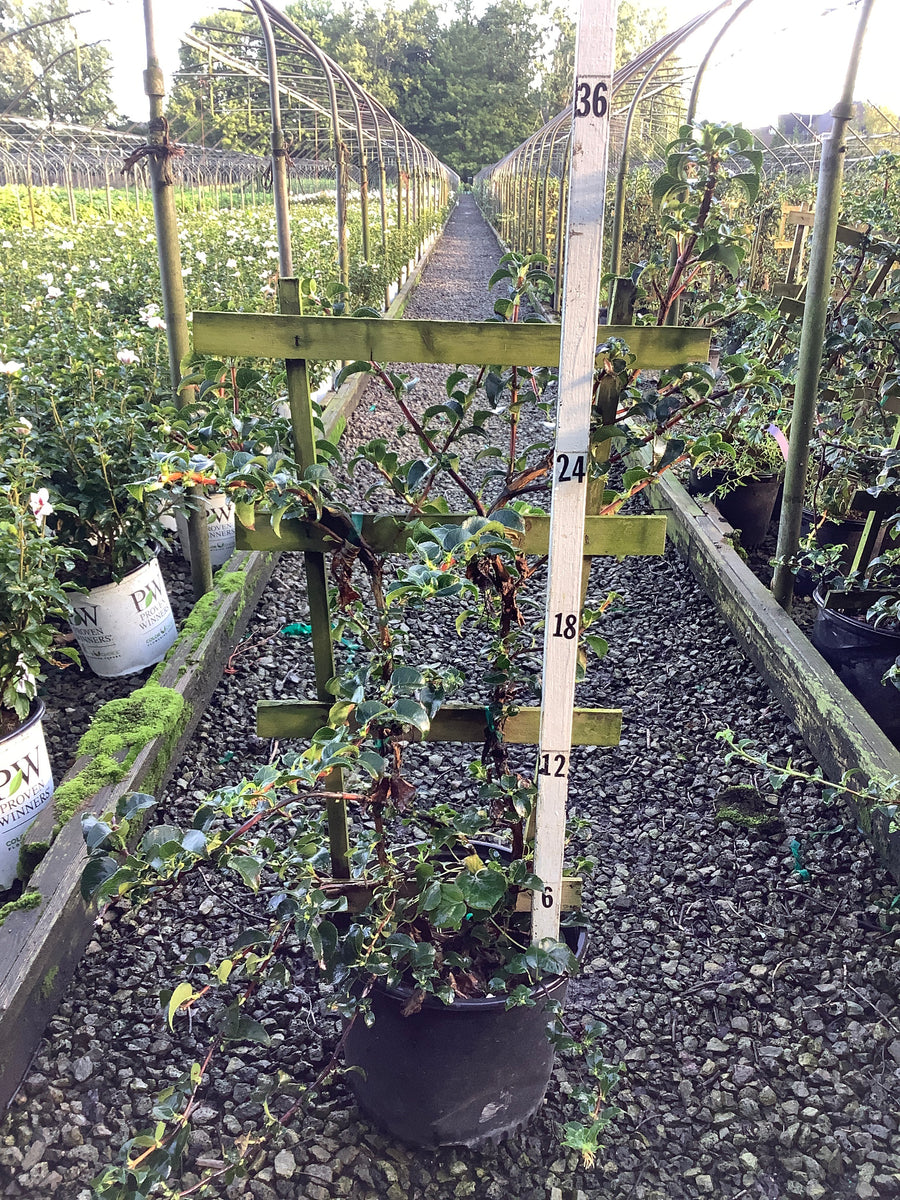 Hydrangea 'Petiolaris'