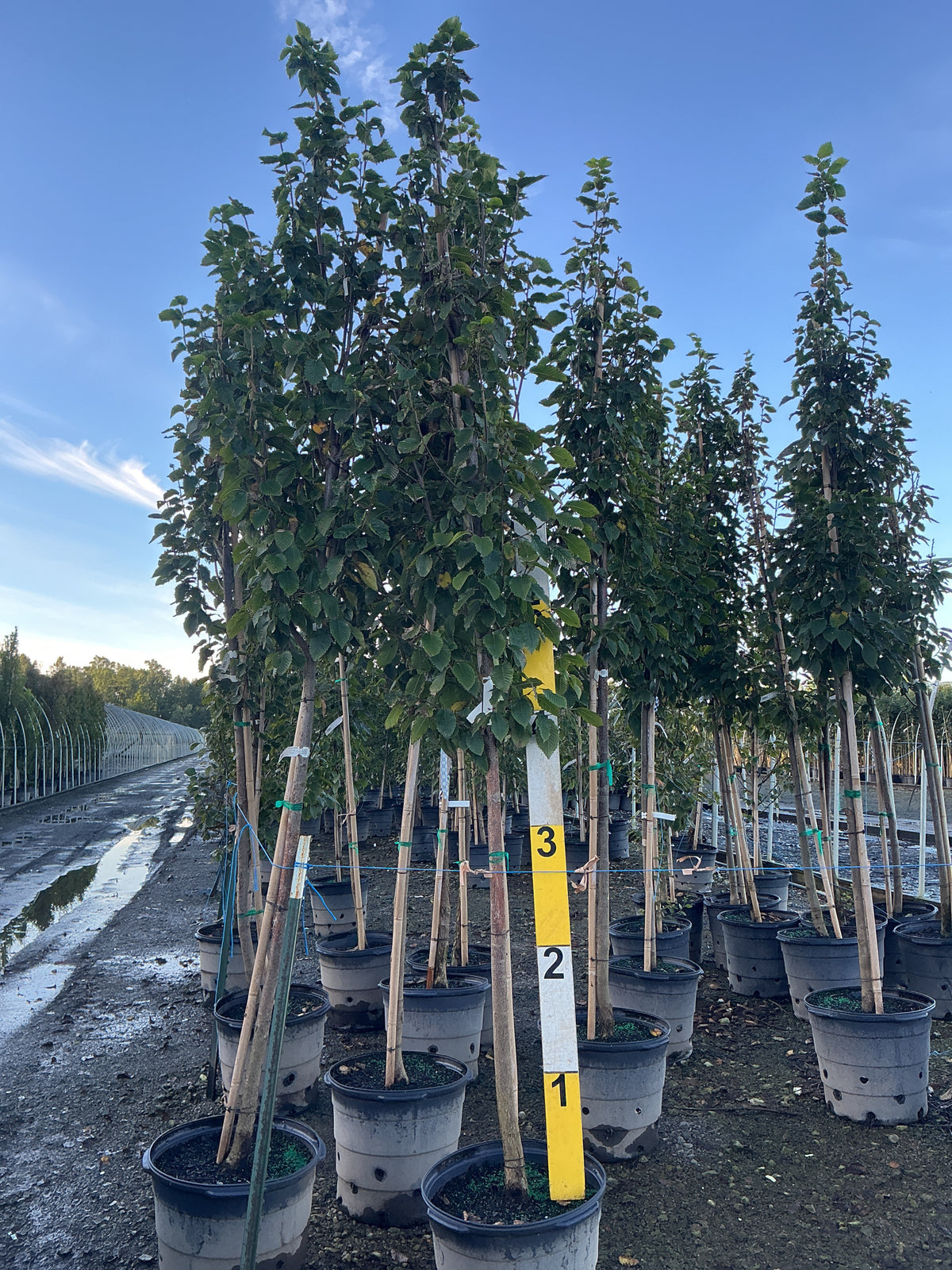 Carpinus betulus 'Emerald Avenue'