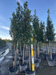 Carpinus betulus 'Emerald Avenue'