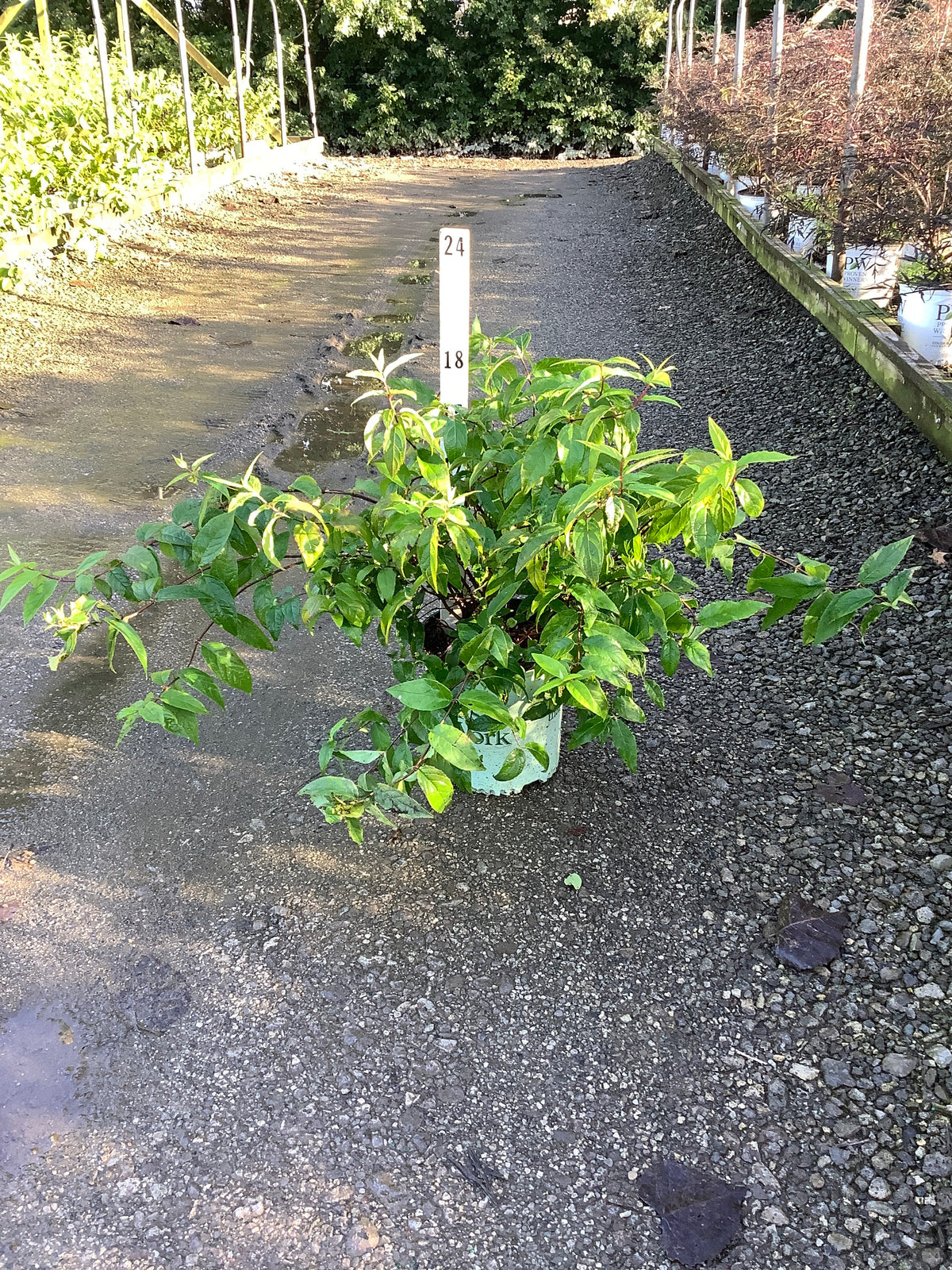 Deutzia 'Raspberry Sundae'