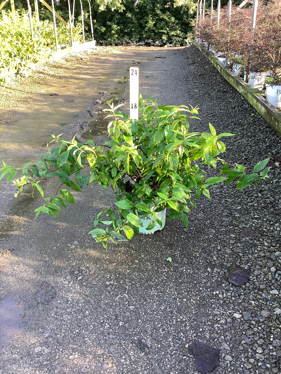 Deutzia 'Raspberry Sundae'