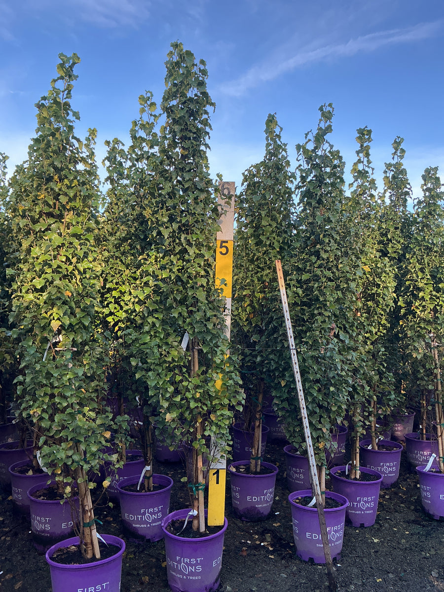 Betula platyphylla 'Parkland Pillar'