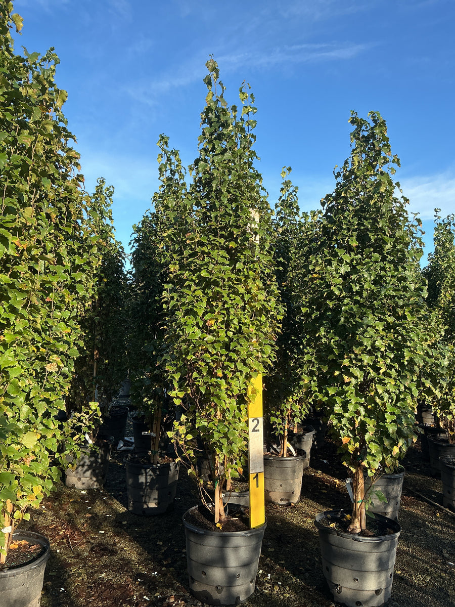 Betula platyphylla 'Parkland Pillar'