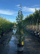 Betula nigra