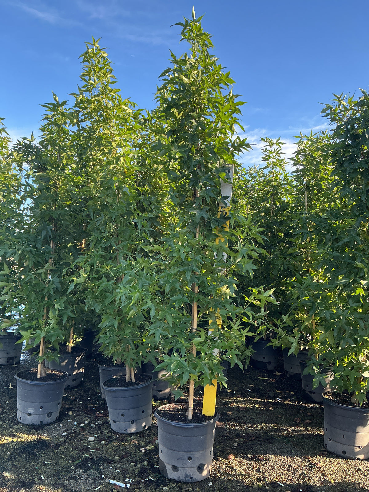 Liquidambar styraciflua 'Slender Silhouette'