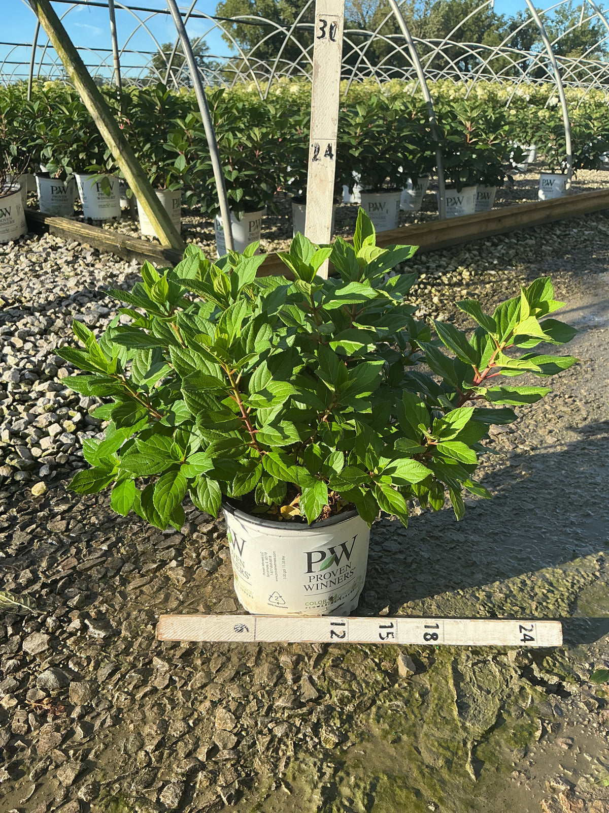 Hydrangea 'P Little Lime Punch'