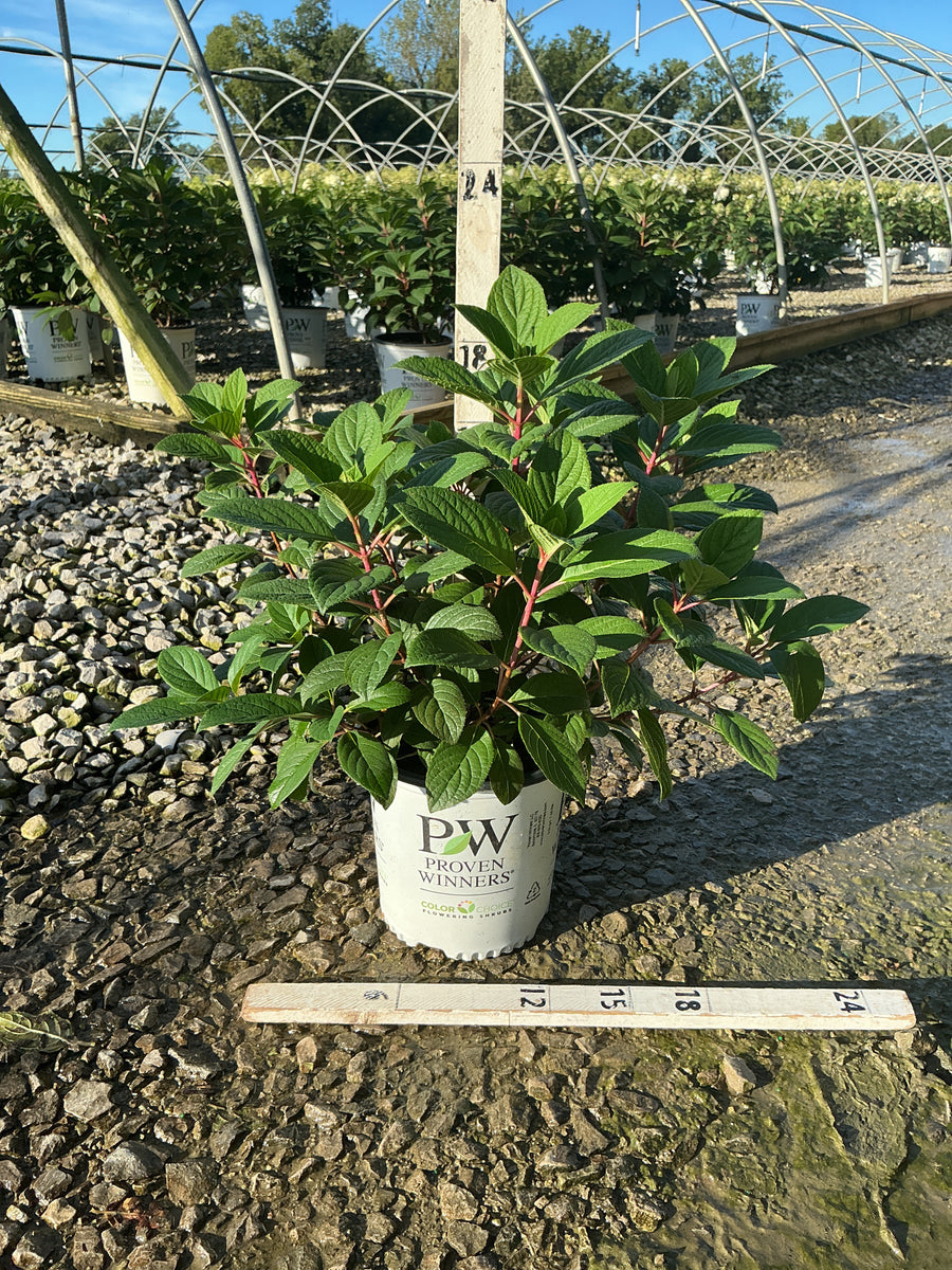 Hydrangea pan ‘Little Quick Fire'