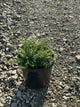 Phlox subulata 'Candy Stripe'