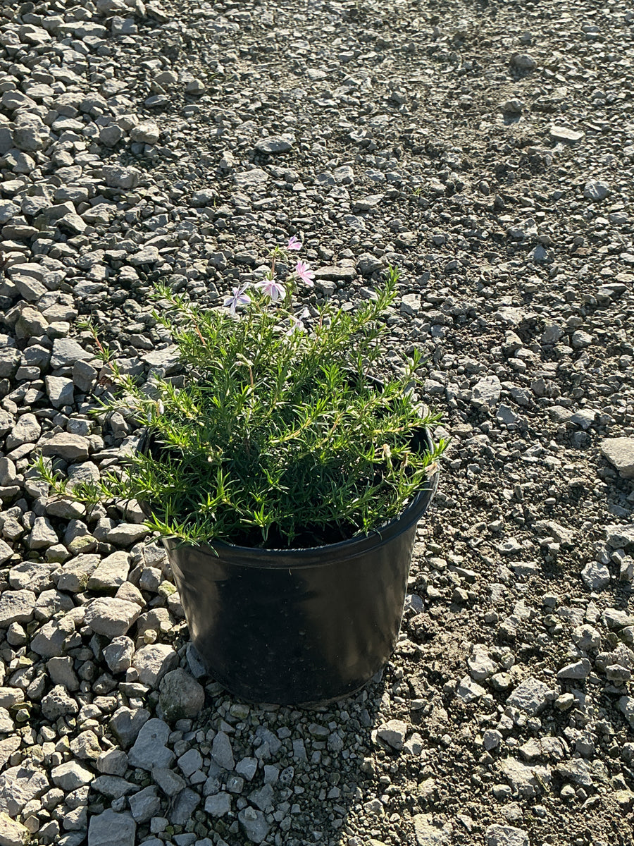 Phlox subulata 'Candy Stripe'