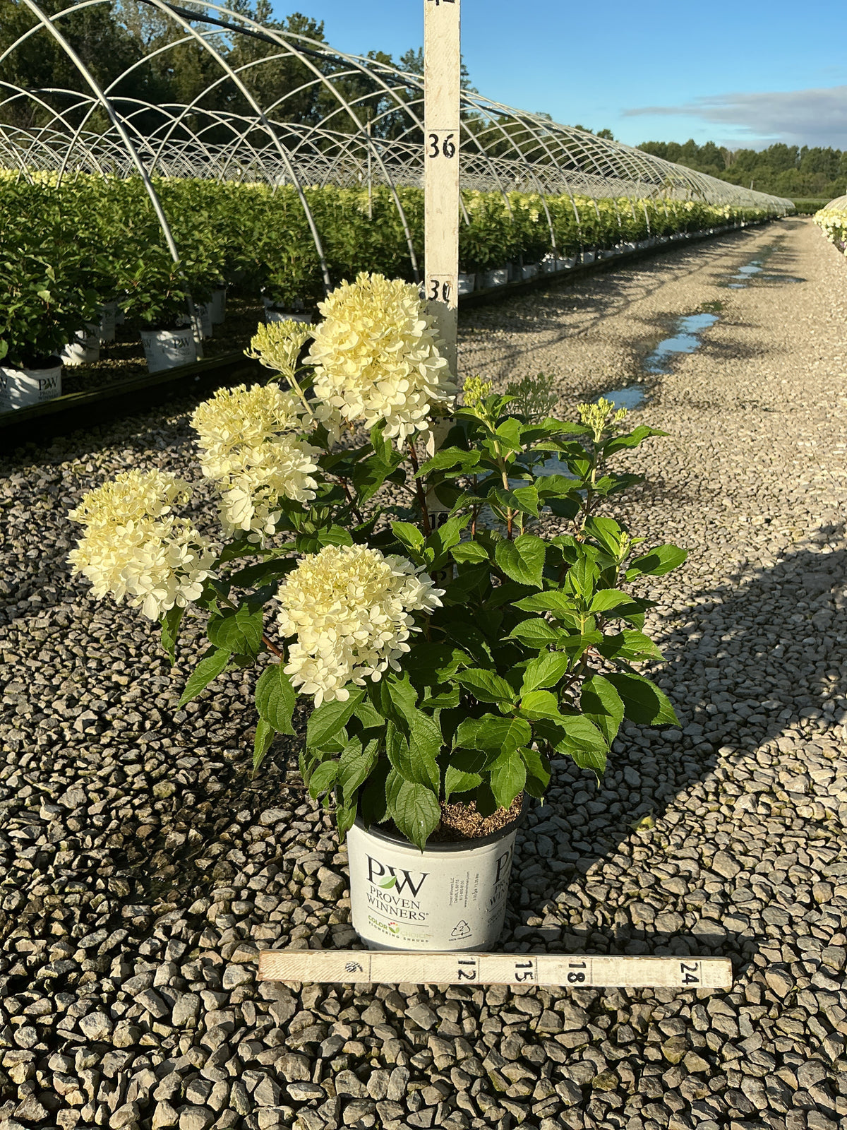 Hydrangea 'P Puffer Fish'