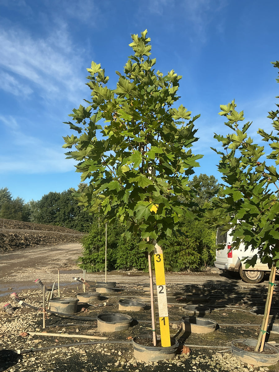 Platanus A 'Exclamation'