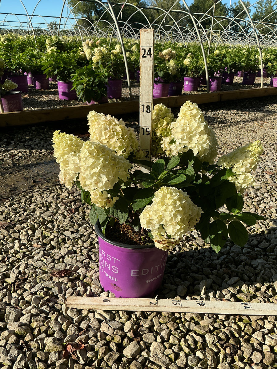 Hydrangea 'P Little Hottie'