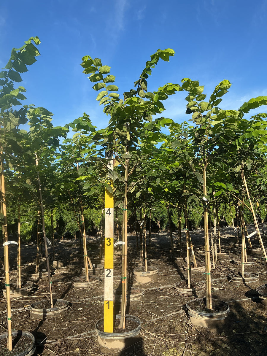 Ulmus x 'Valley Forge'