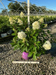 Hydrangea paniculata 'Renhy'