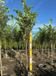 Ulmus americana 'Princeton'