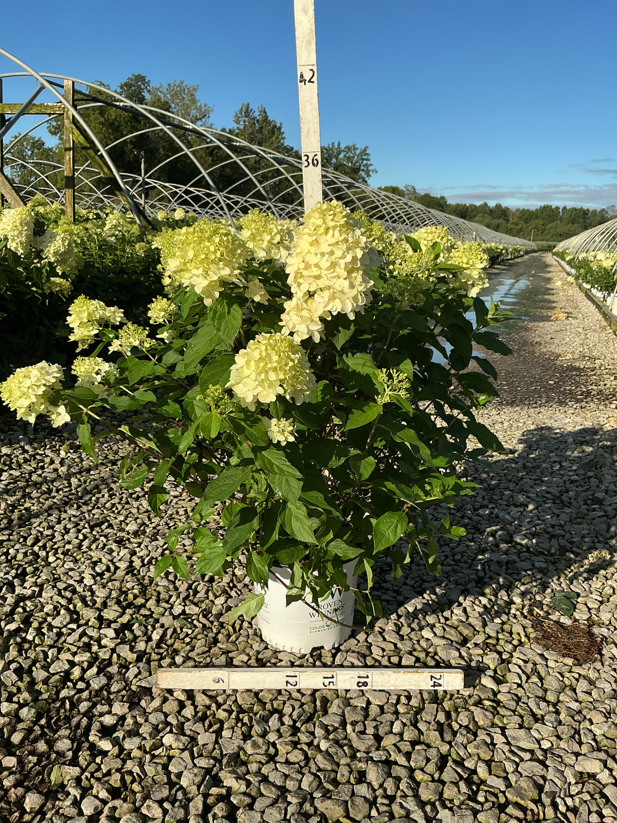 Hydrangea paniculata 'Jane'