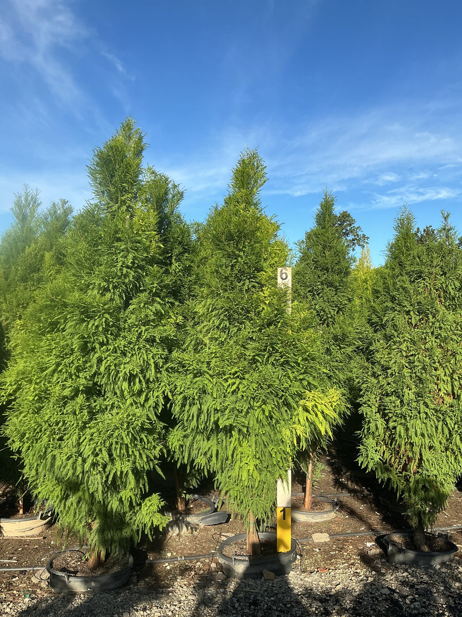 Taxodium distichum 'Lindseys Skyward'