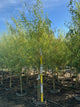 Salix caprea 'Curly Locks'