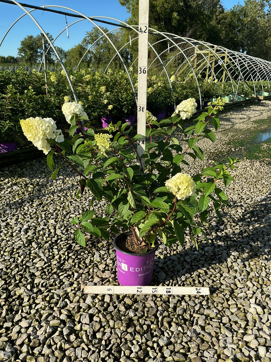 Hydrangea paniculata ‘Rensun’