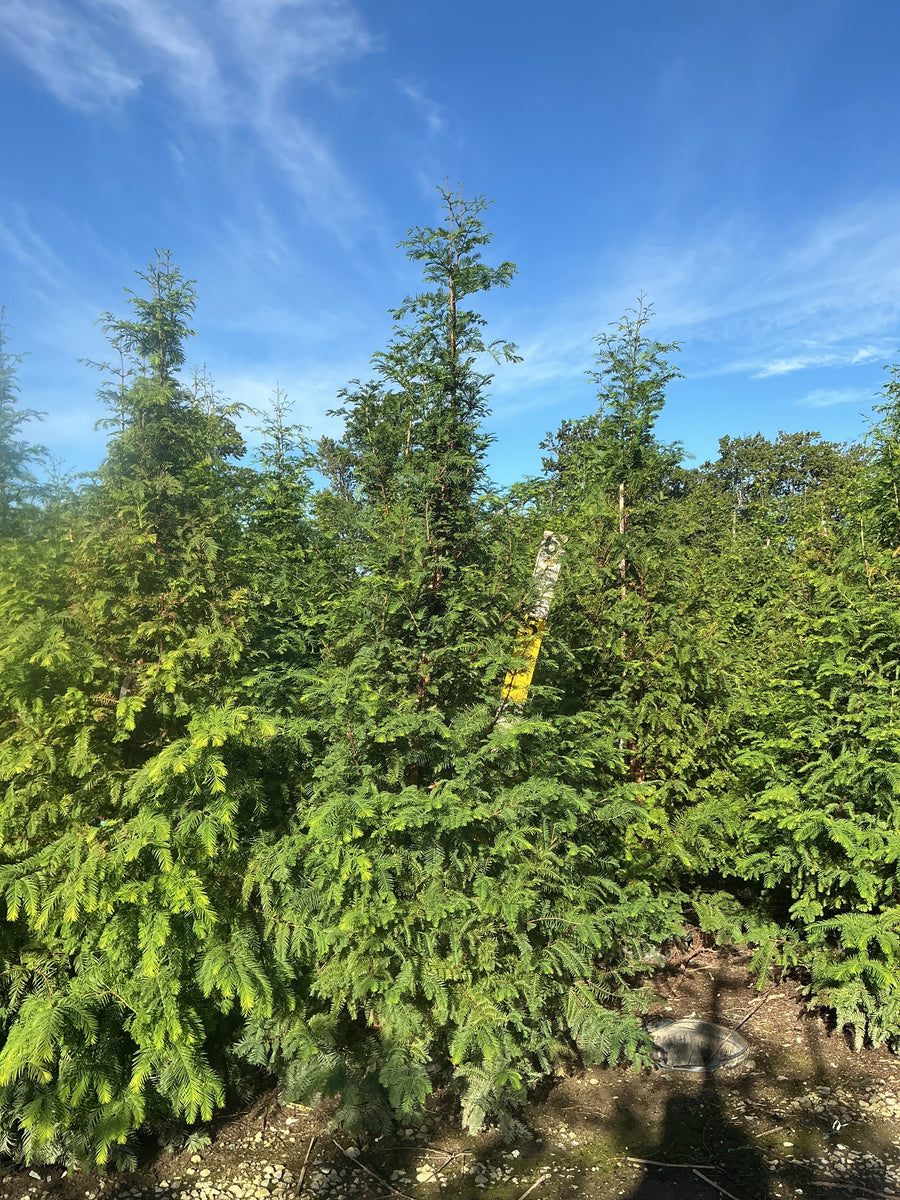 Metasequoia glyptostroboides