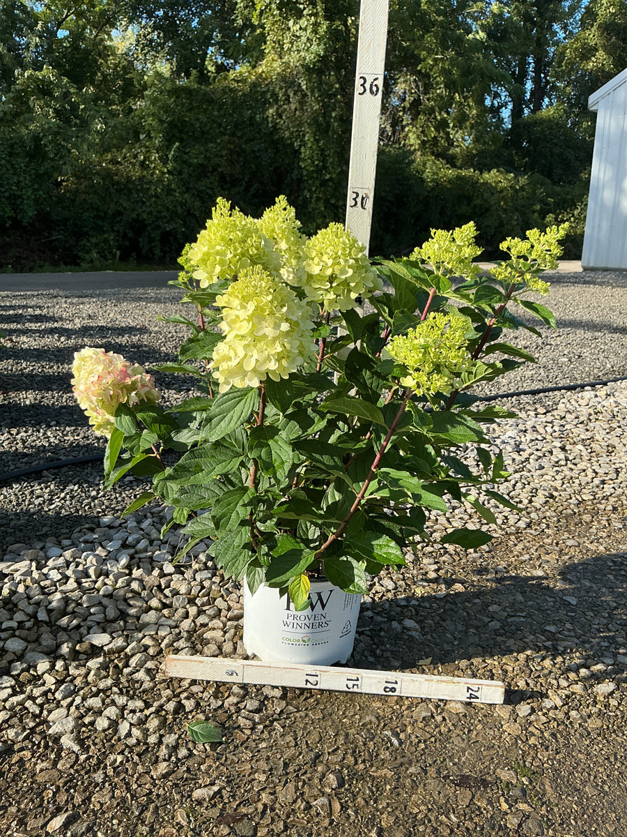Hydrangea 'P Quick Fire Fab'