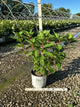 Hydrangea paniculata 'Bulk'