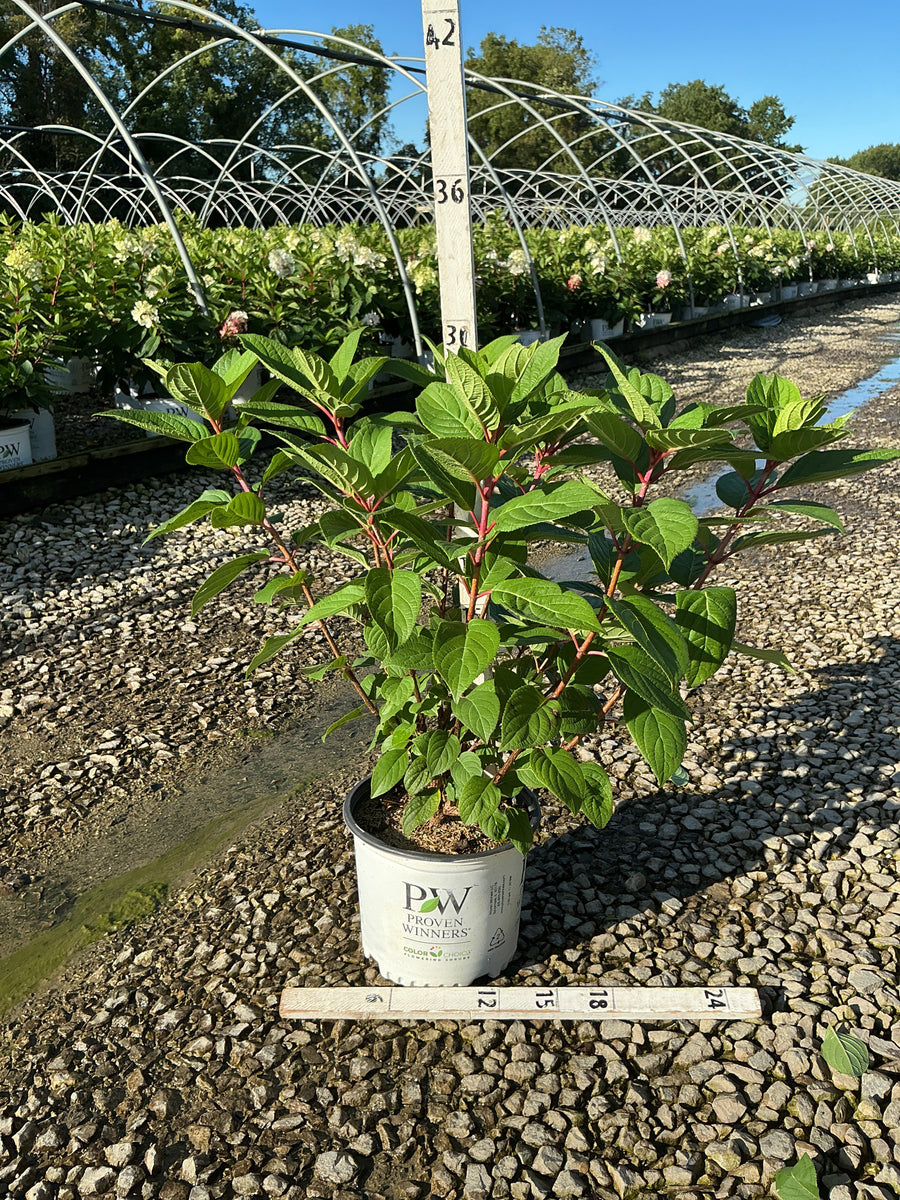 Hydrangea paniculata 'Bulk'