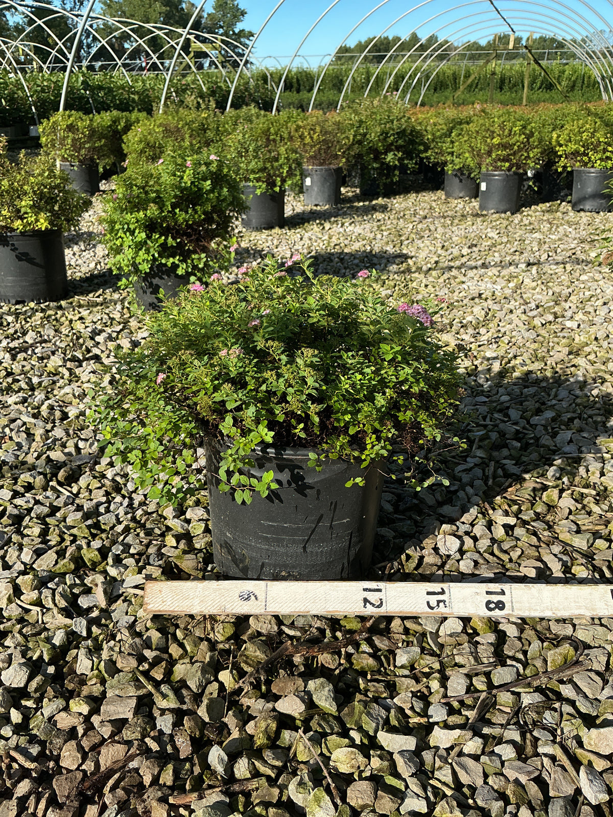 Spiraea japonica 'Little Princess'